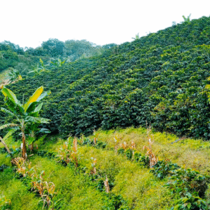 Organic Colombia Tolima Unroasted Green Coffee